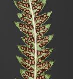 Thelypteris unita