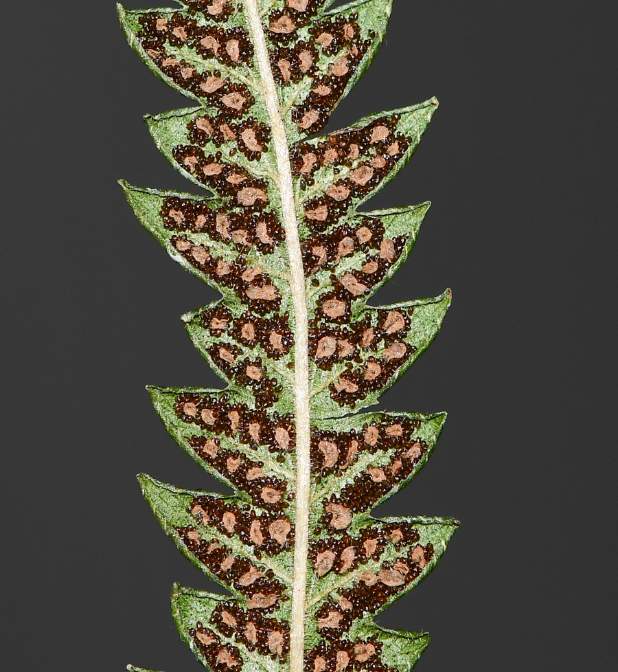 Image of Thelypteris unita specimen.