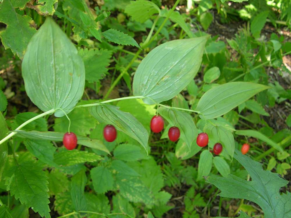 Изображение особи Streptopus amplexifolius.