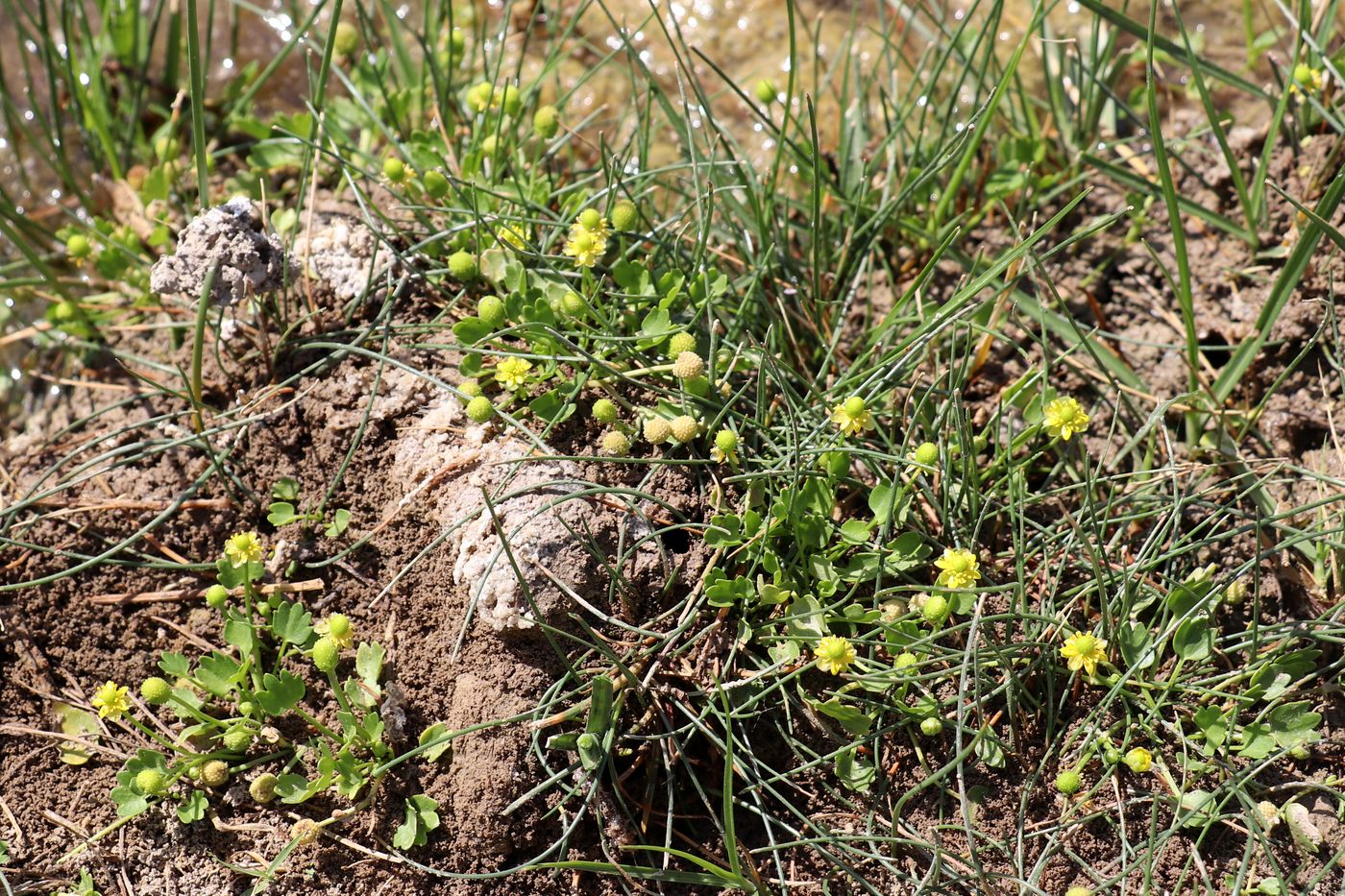 Image of Halerpestes sarmentosa specimen.