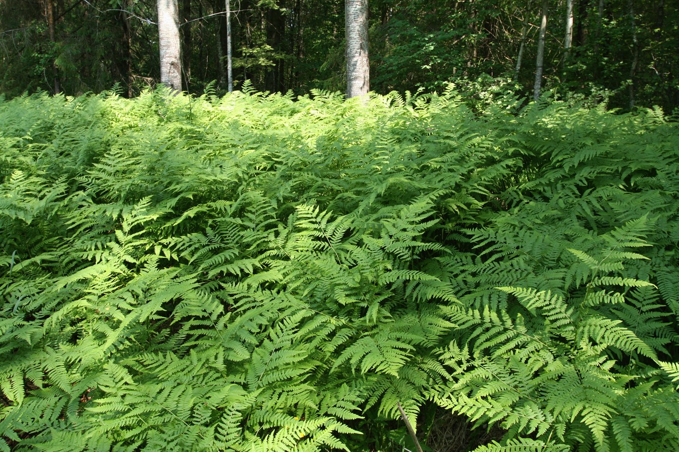 Изображение особи Pteridium pinetorum.