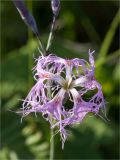 Dianthus superbus подвид norvegicus. Цветок. Мурманская обл., п-в Рыбачий, побережье Большой Волоковой губы севернее м. Коровий, берег ручья, разнотравный приморский луг. 28.07.2020.