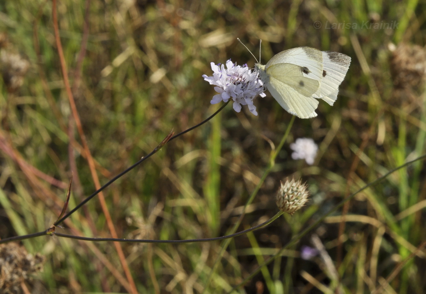 Image of Cephalaria transsylvanica specimen.