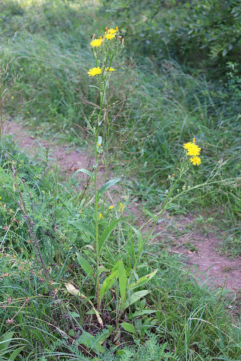 Image of Picris hieracioides specimen.