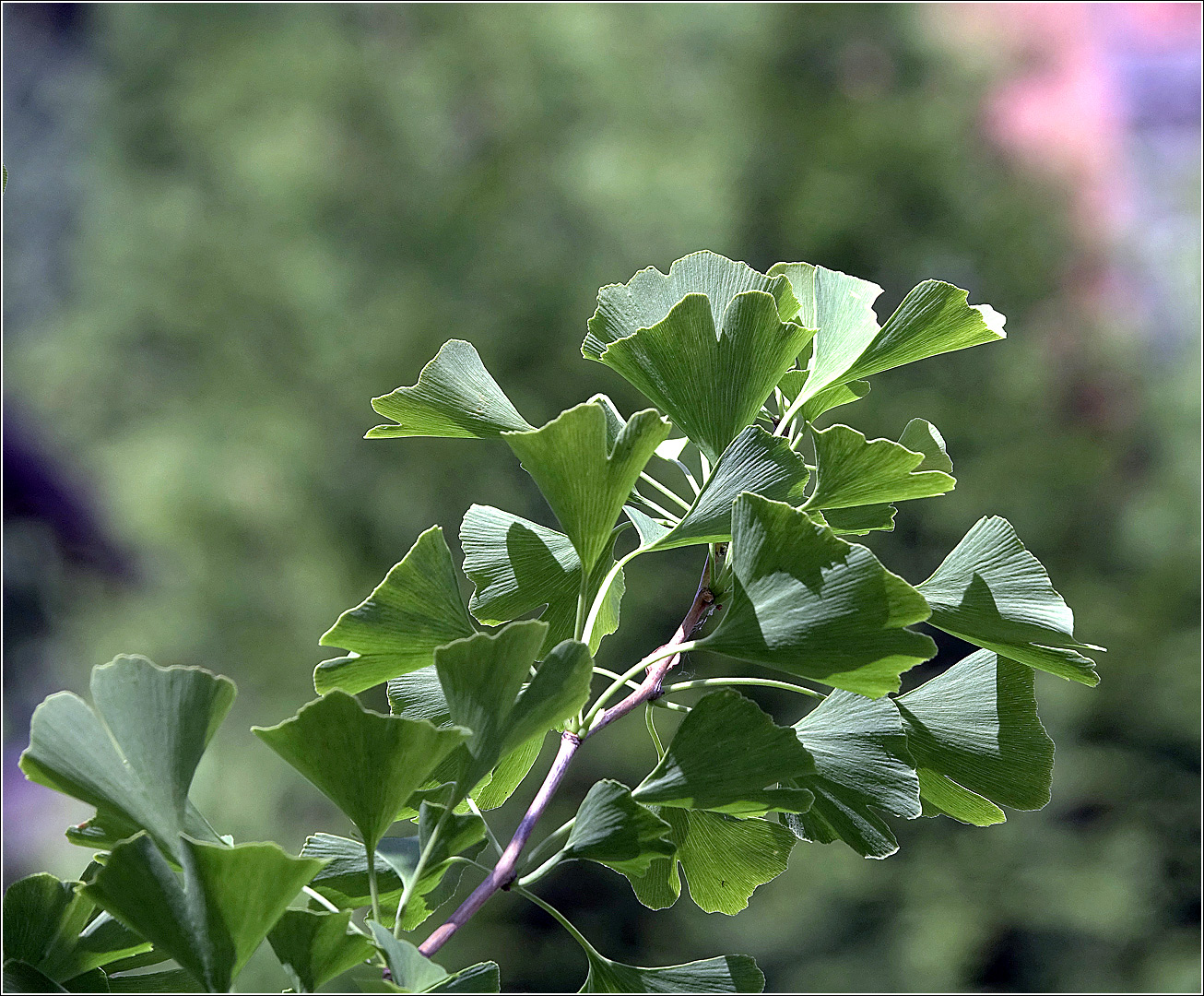 Image of Ginkgo biloba specimen.