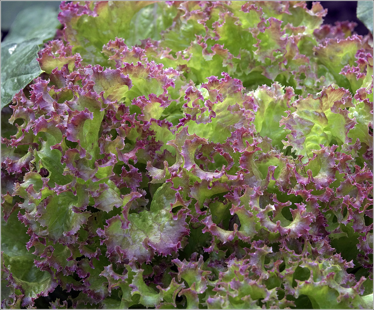 Image of Lactuca sativa specimen.