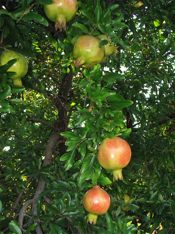 Изображение особи Punica granatum.