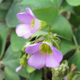 Oxalis latifolia