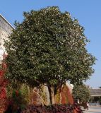 Osmanthus &times; fortunei