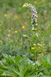 Aconitum orientale