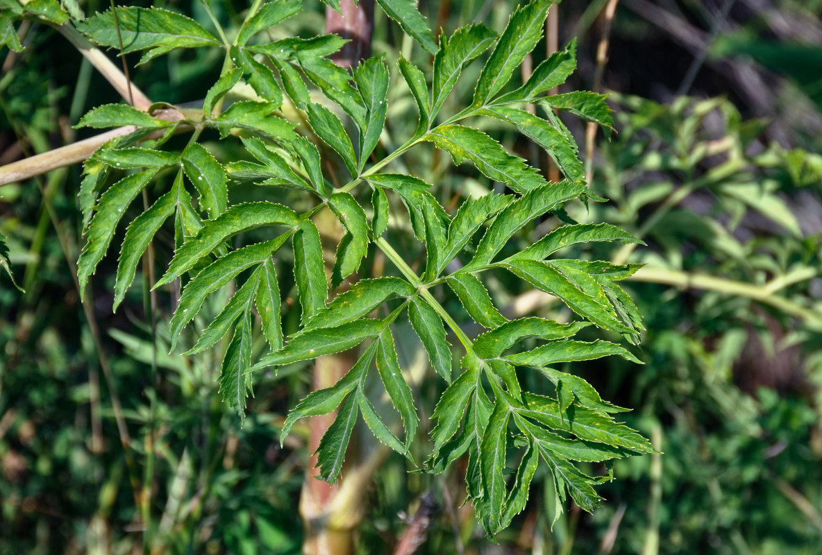 Image of Angelica dahurica specimen.