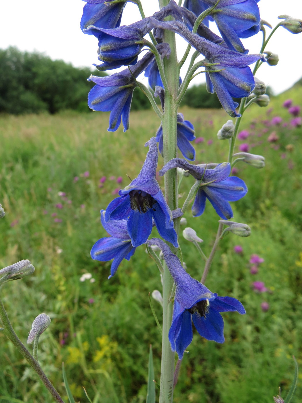 Image of Delphinium cyananthum specimen.