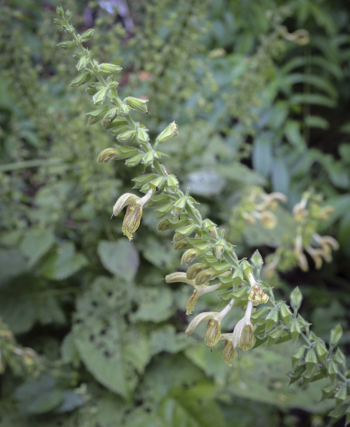 Изображение особи Salvia glutinosa.
