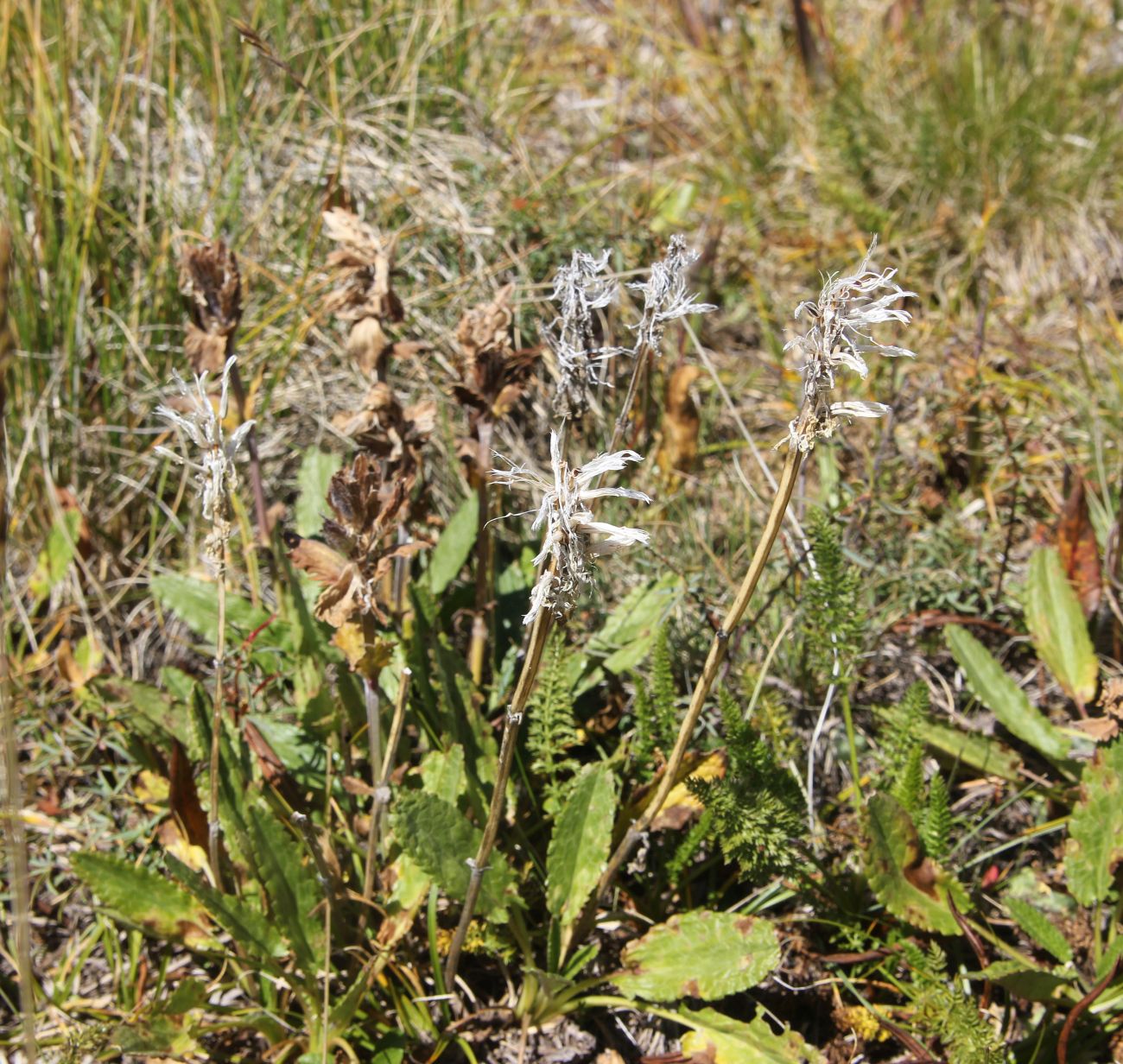 Изображение особи Dracocephalum grandiflorum.