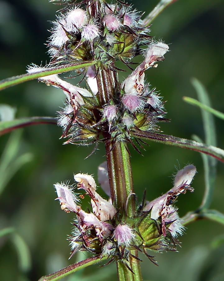 Изображение особи Leonurus glaucescens.