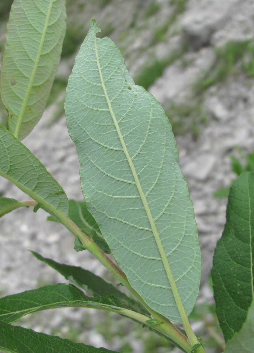 Image of Salix cinerea specimen.