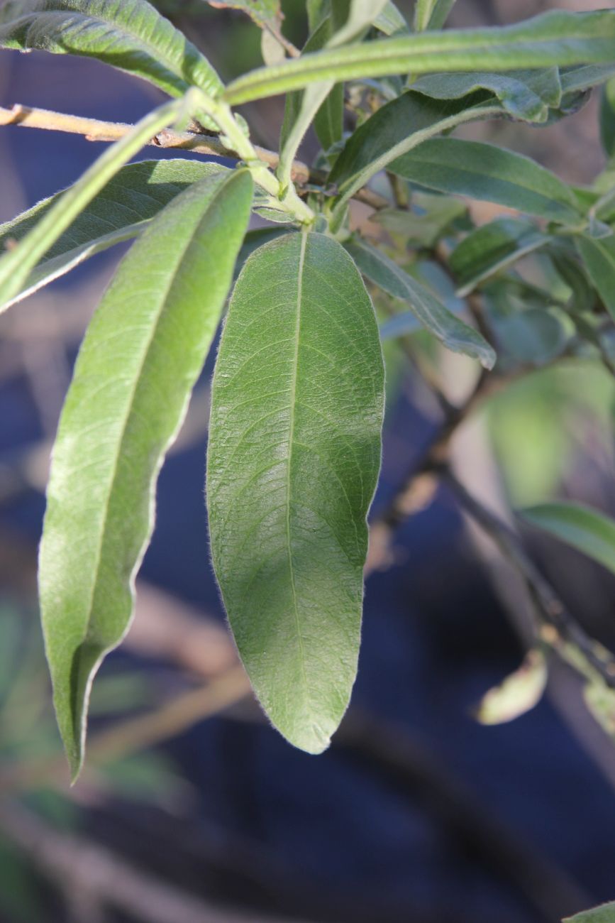 Image of Salix gmelinii specimen.