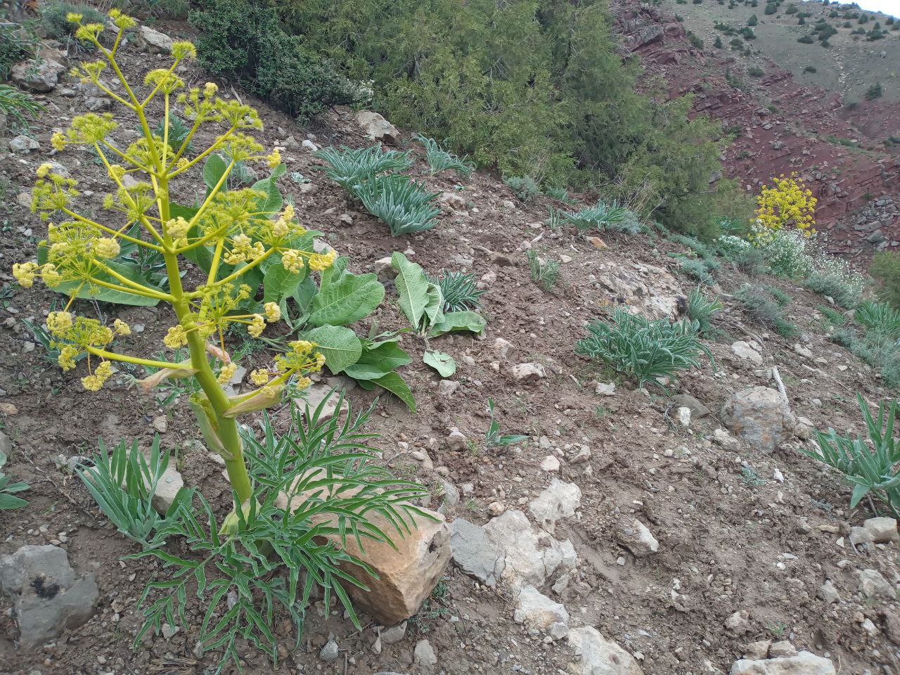 Изображение особи Ferula tadshikorum.