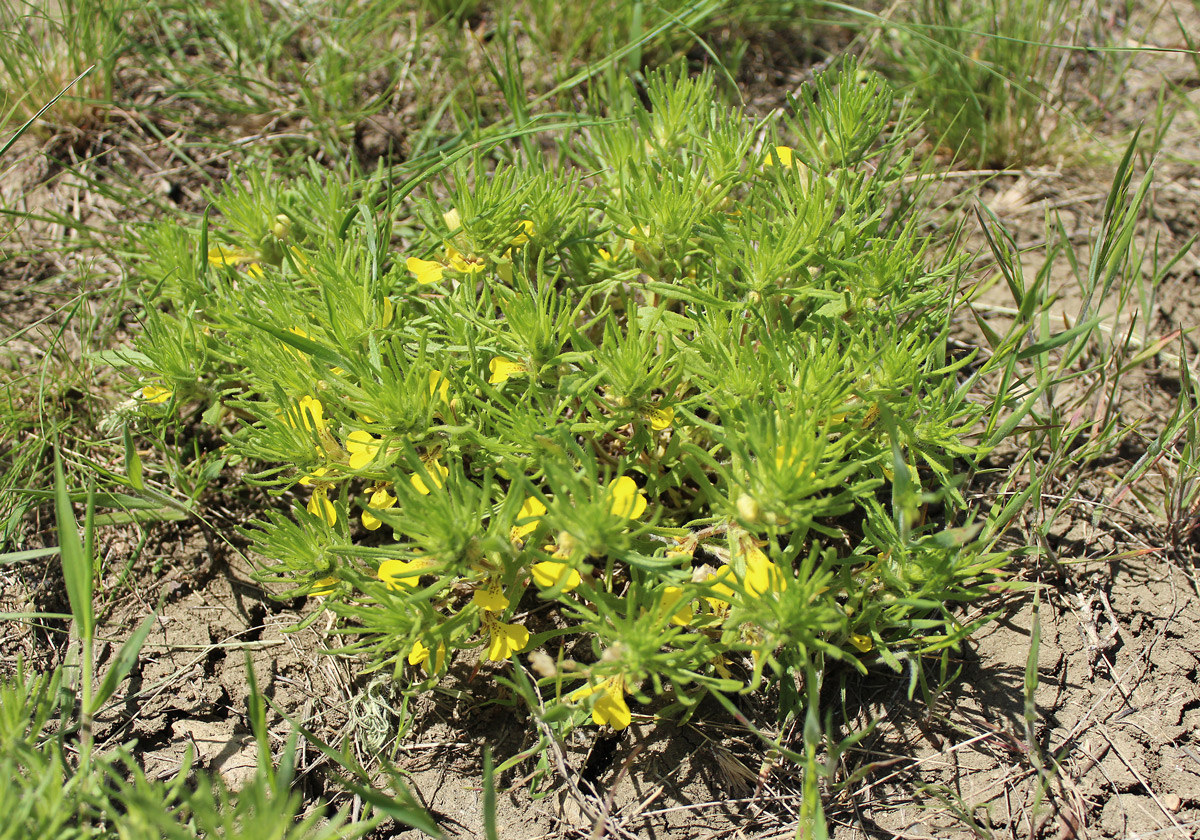 Image of Ajuga chia specimen.