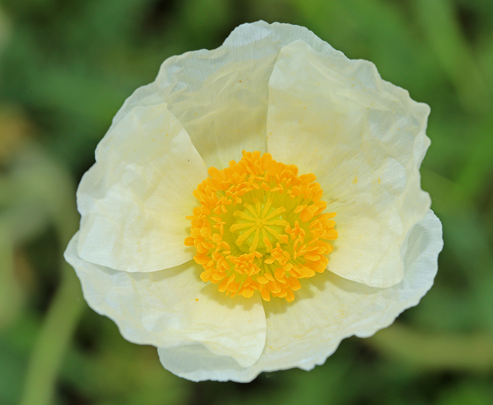 Изображение особи Papaver amurense.