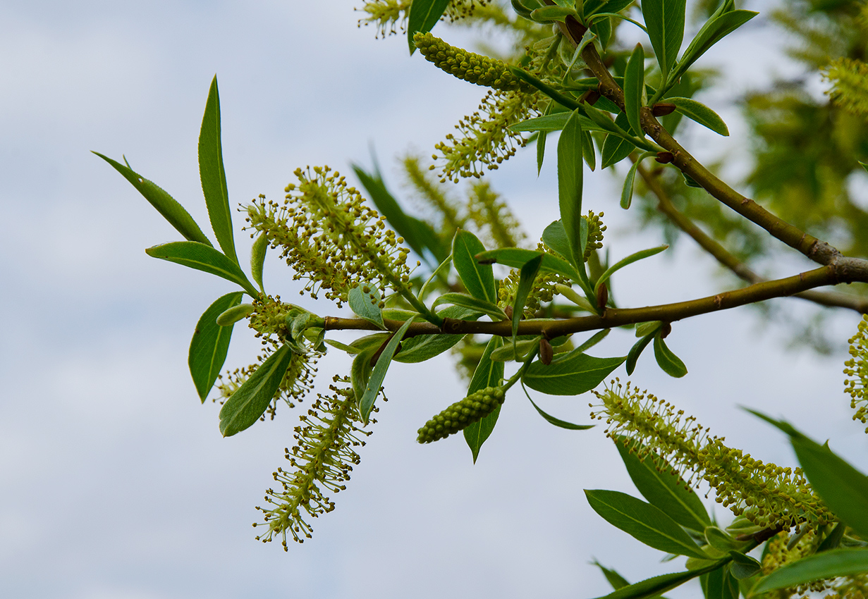 Image of genus Salix specimen.