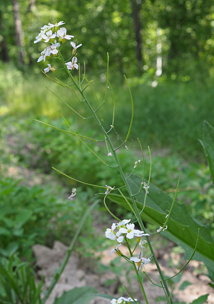 Image of Arabidopsis arenosa specimen.