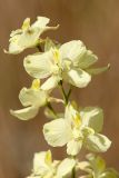 Delphinium semibarbatum. Верхушка соцветия. Южный Казахстан, нижний Боролдай, 2 км выше пос. Коктюбе. 23.06.2010.