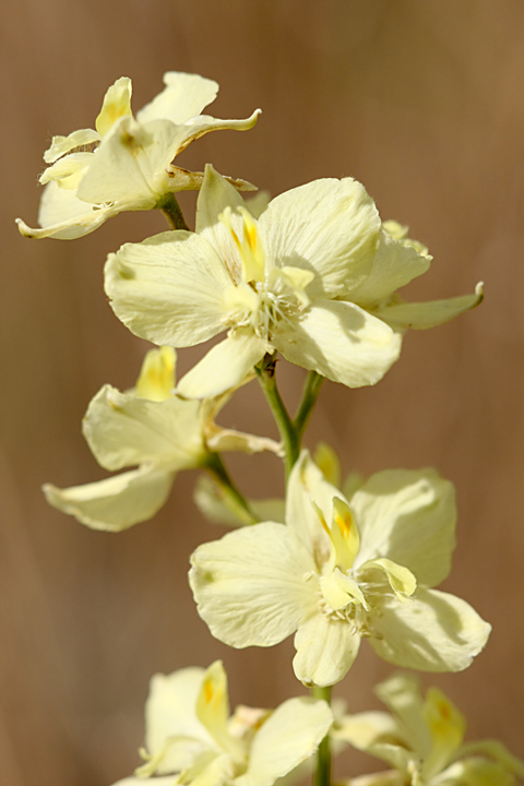 Image of Delphinium semibarbatum specimen.