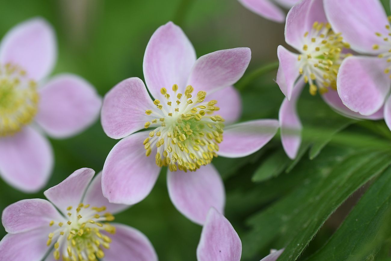 Image of Anemonastrum fasciculatum specimen.