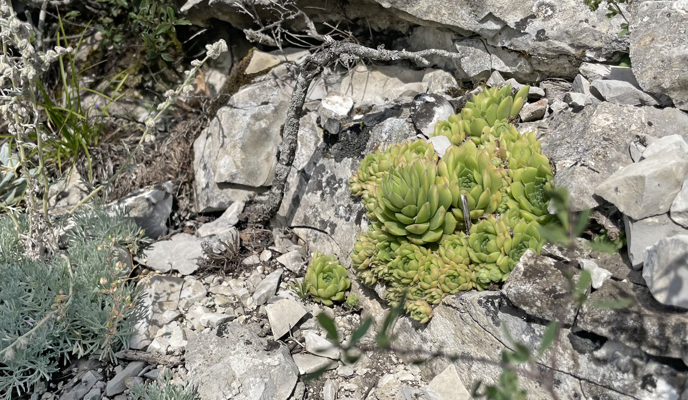 Image of genus Sempervivum specimen.