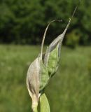 Iris ventricosa