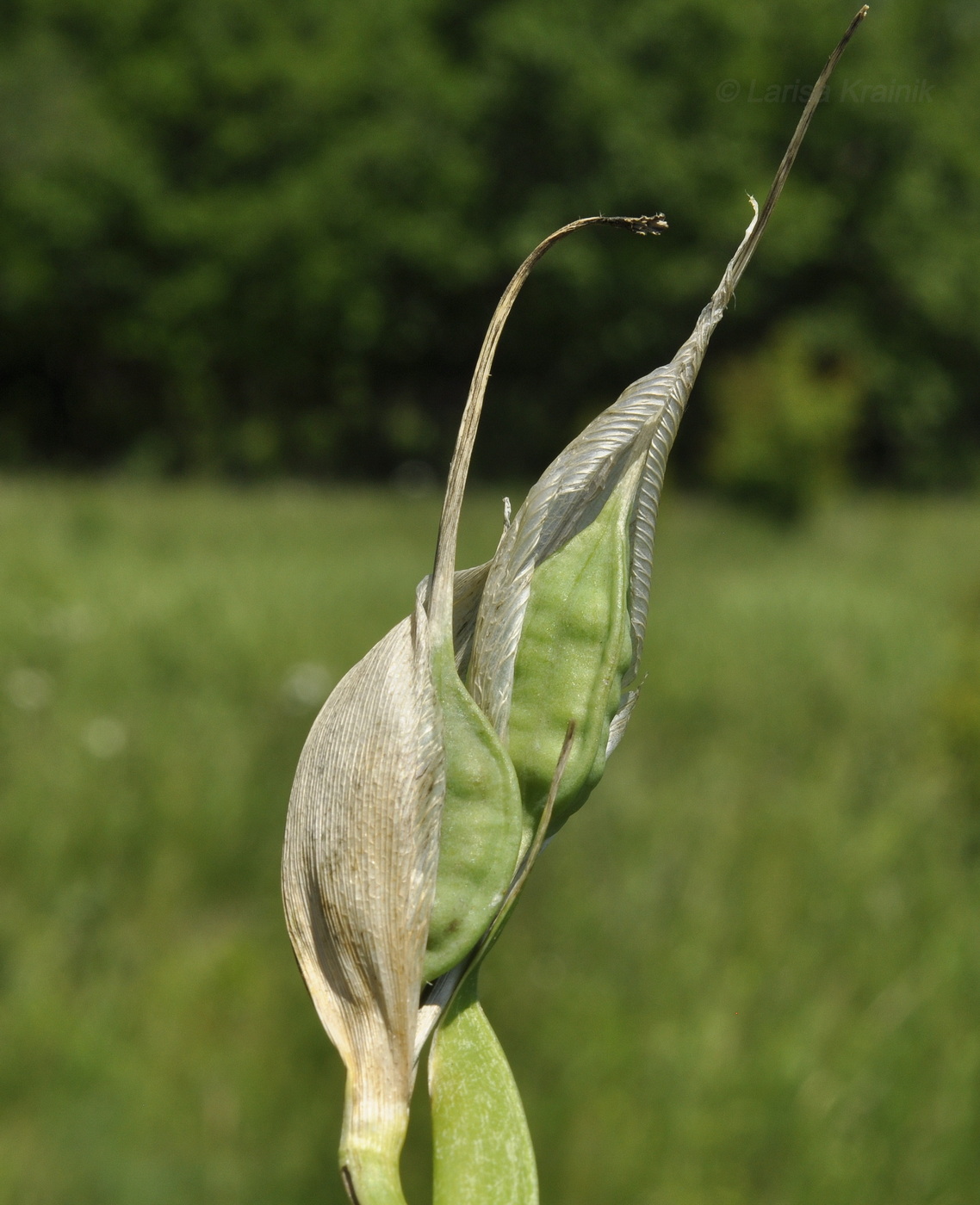 Изображение особи Iris ventricosa.