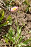 Erigeron lachnocephalus