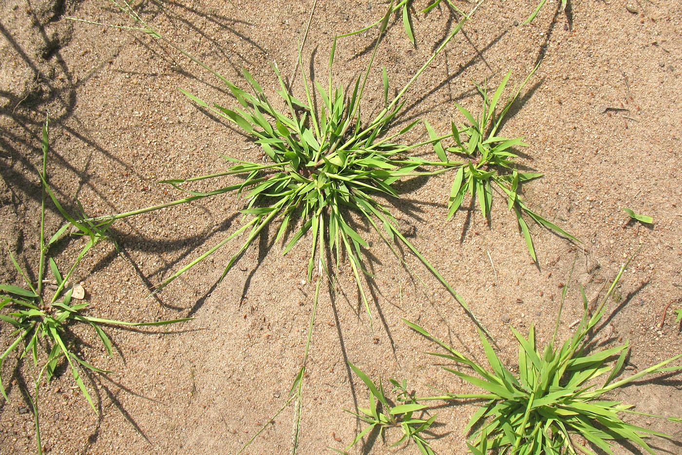 Image of Digitaria ischaemum specimen.