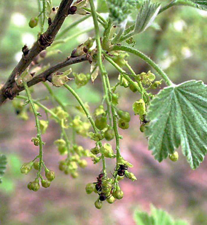 Изображение особи Ribes spicatum.