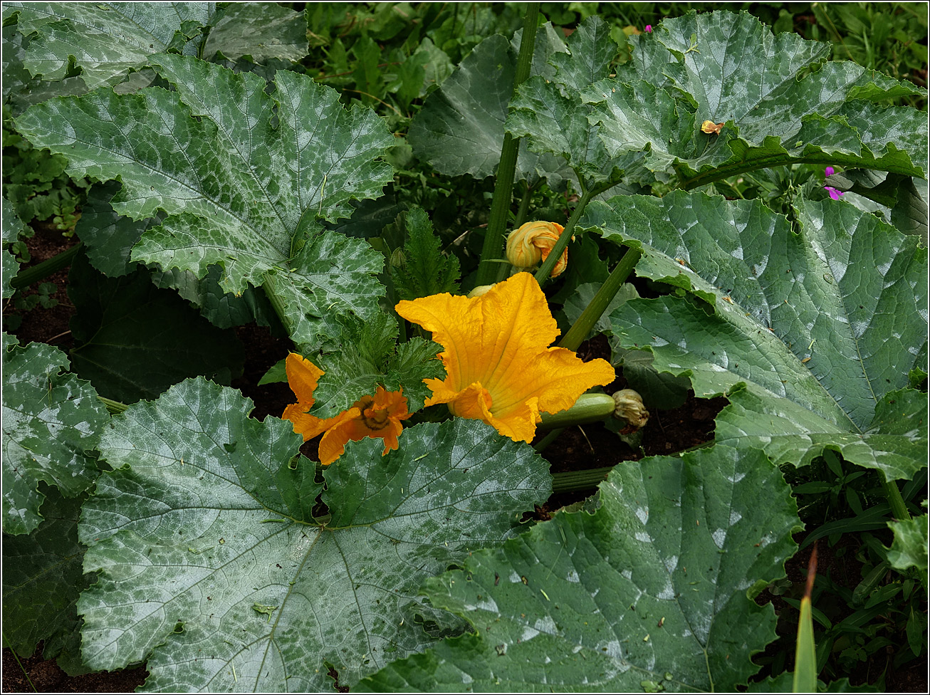 Image of Cucurbita pepo specimen.