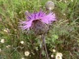 Centaurea scabiosa