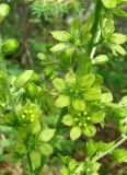 Veratrum lobelianum