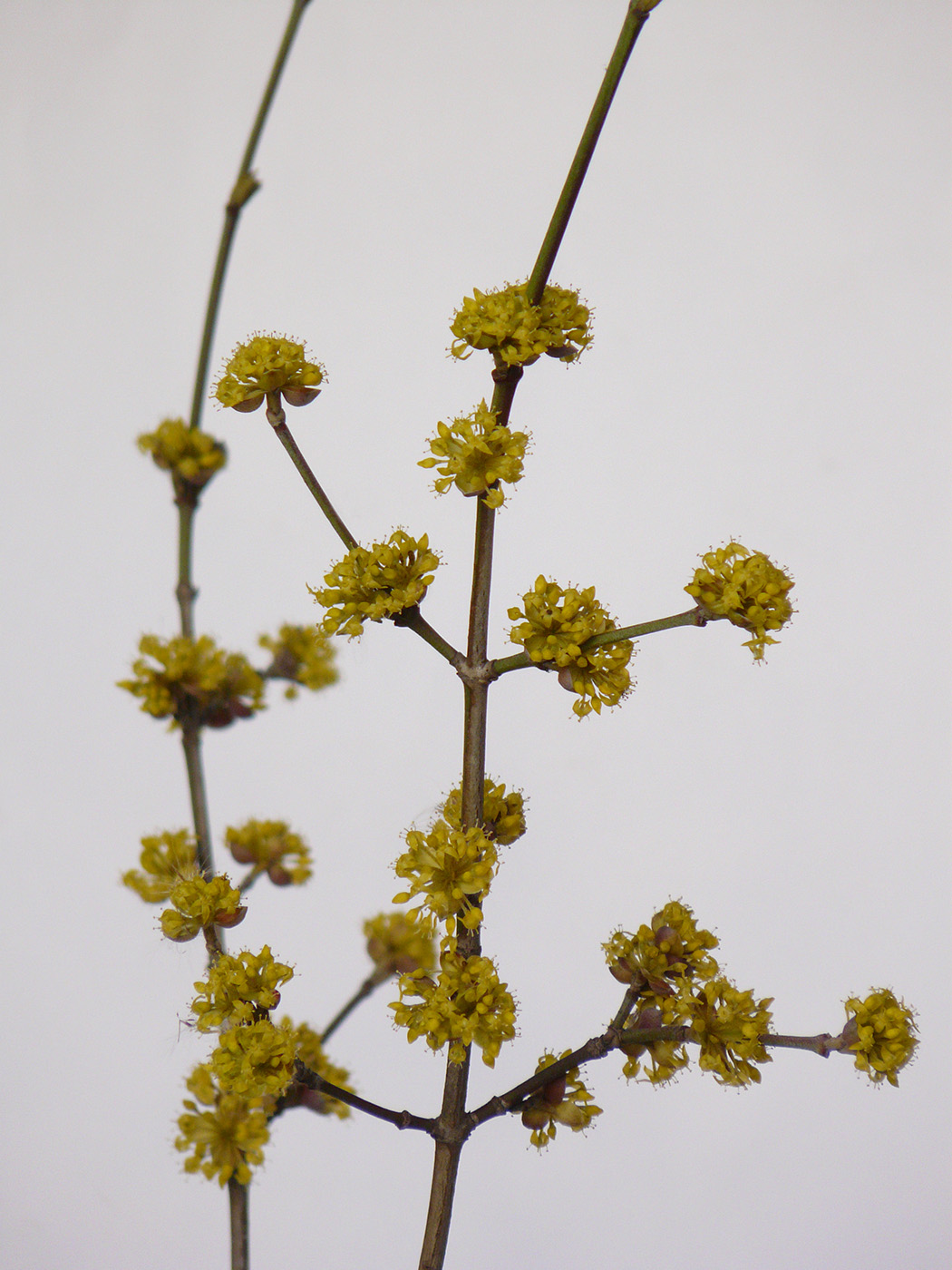 Image of Cornus mas specimen.