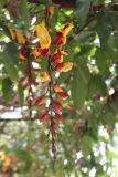 Thunbergia mysorensis. Соцветие. Вьетнам, провинция Ламдонг, окр. г. Далат, национальный парк \"Prenn waterfall\". 27.03.2012.