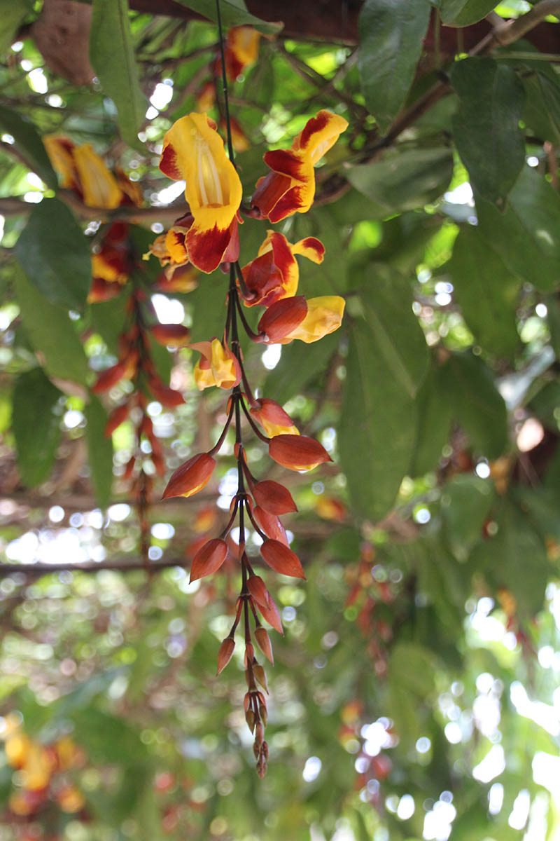 Image of Thunbergia mysorensis specimen.