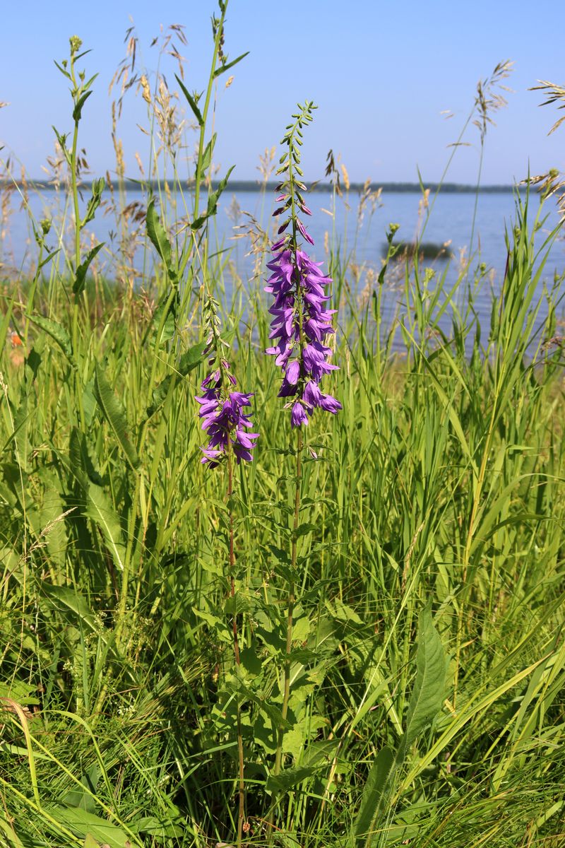 Image of Campanula rapunculoides specimen.