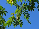 Juglans cinerea. Верхушка ветви с плодами (вид снизу). Республика Абхазия, Ткварчельский р-н, пос. Акамара, заброшеные дачи. 26.09.2022.