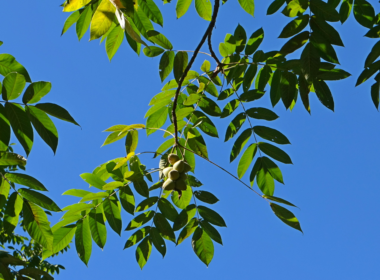 Image of Juglans cinerea specimen.