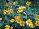 Heliopsis helianthoides ssp. scabra