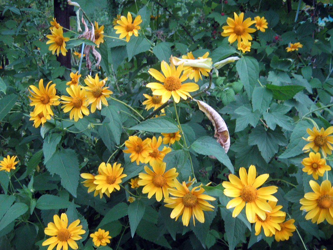 Image of Heliopsis helianthoides ssp. scabra specimen.