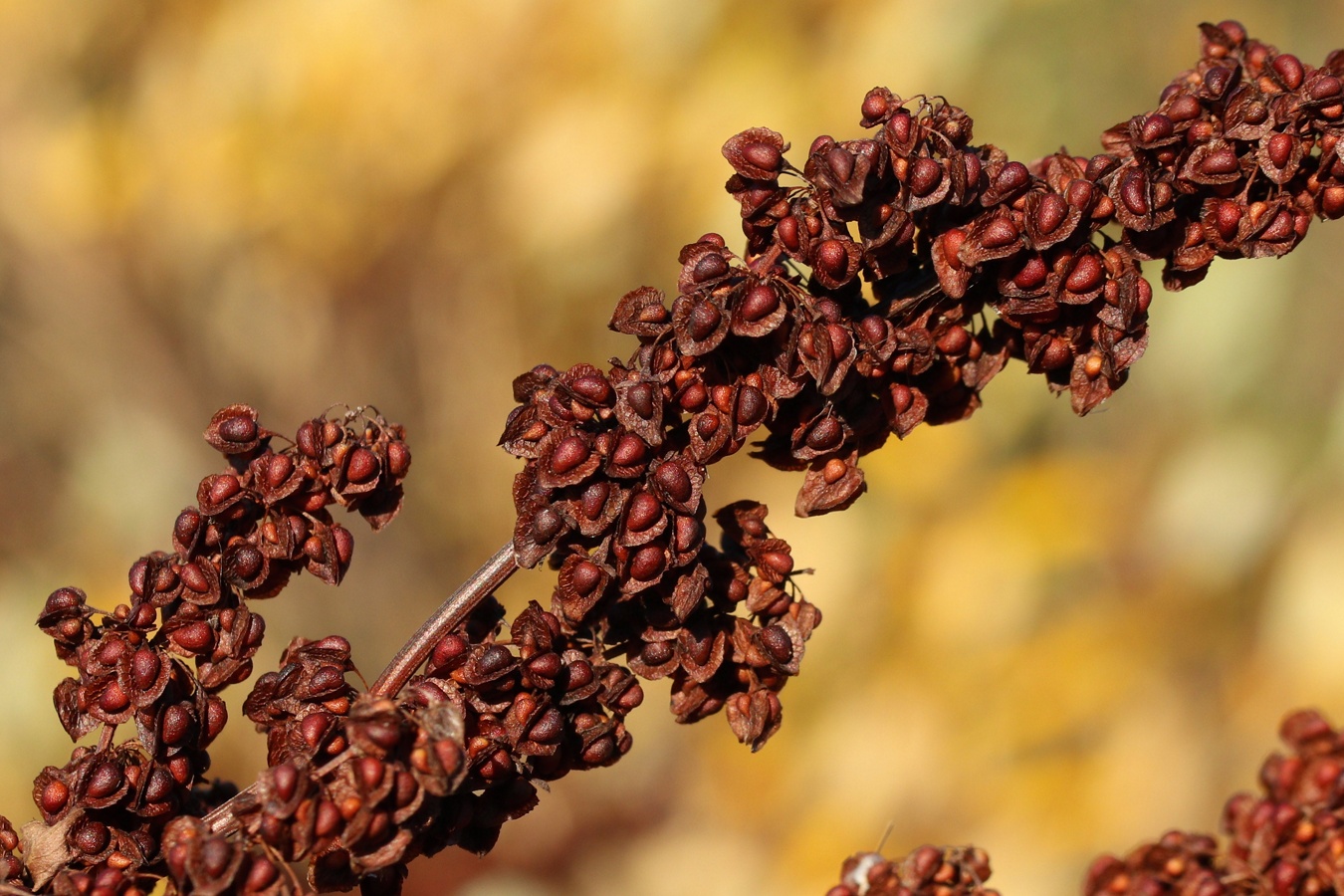 Изображение особи Rumex crispus.