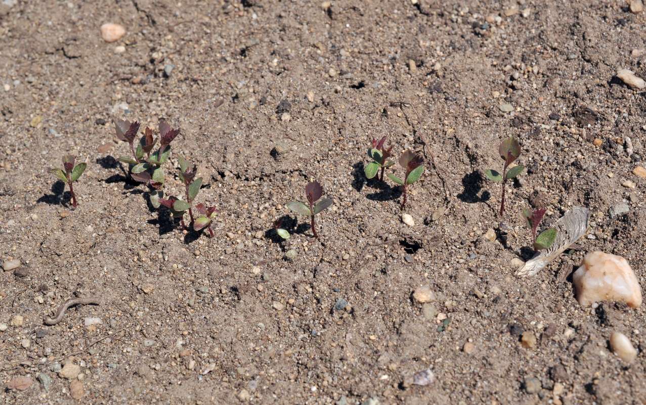 Image of Amelanchier alnifolia specimen.