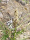 Carex ericetorum. Мужское и женские соцветия. Беларусь, Гродненская обл., Новогрудский р-н, окр. дер. Орковичи, просека в сосняке зелёномошном, частично заросшее песчаное обнажение. 11.05.2022.