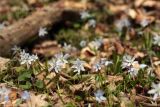 Scilla winogradowii